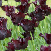 Tulip Parrott 'Black Parrot'